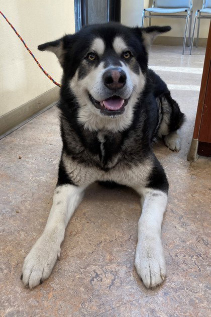 dog-image