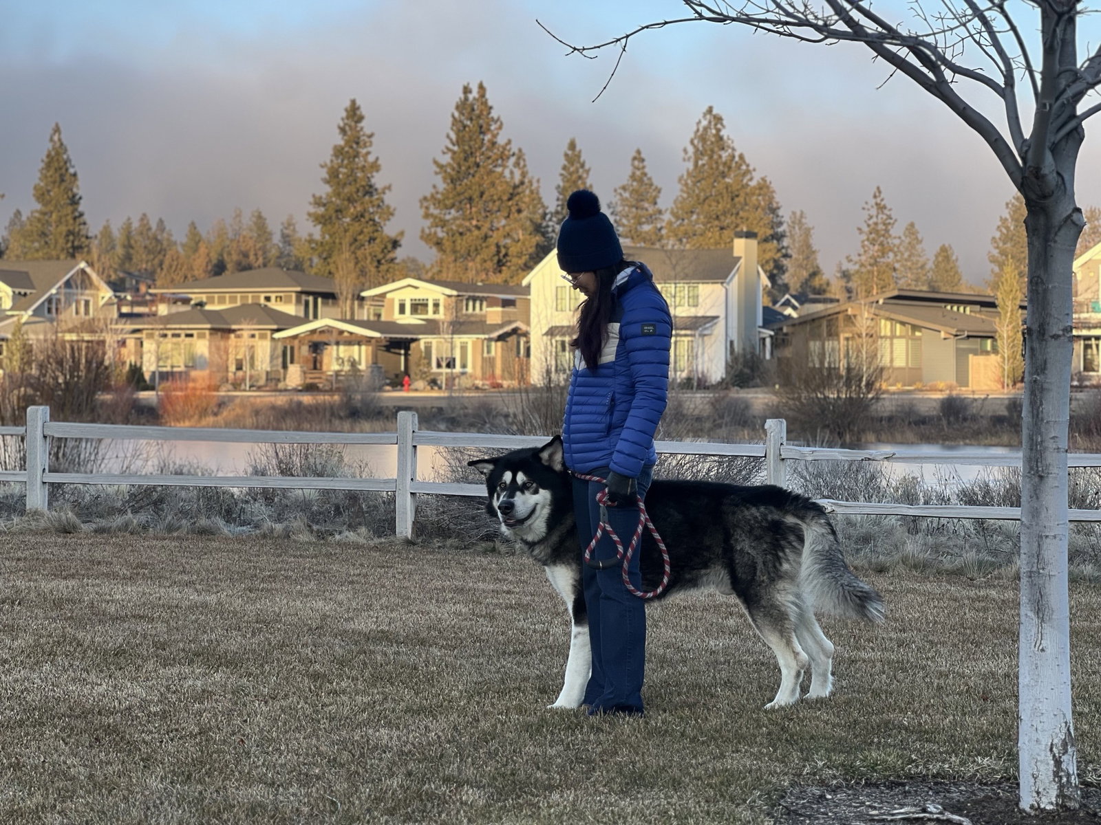 dog-image