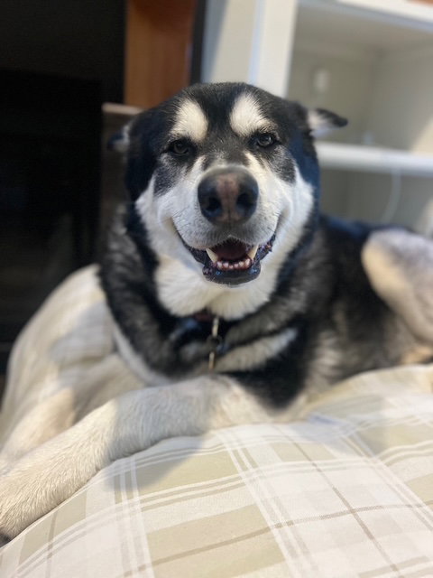 KODA