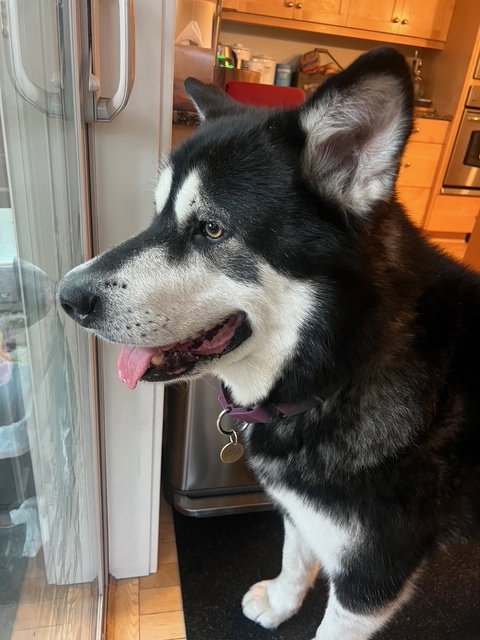 dog-image