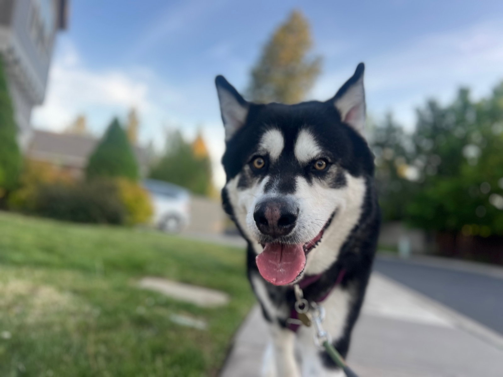 dog-image