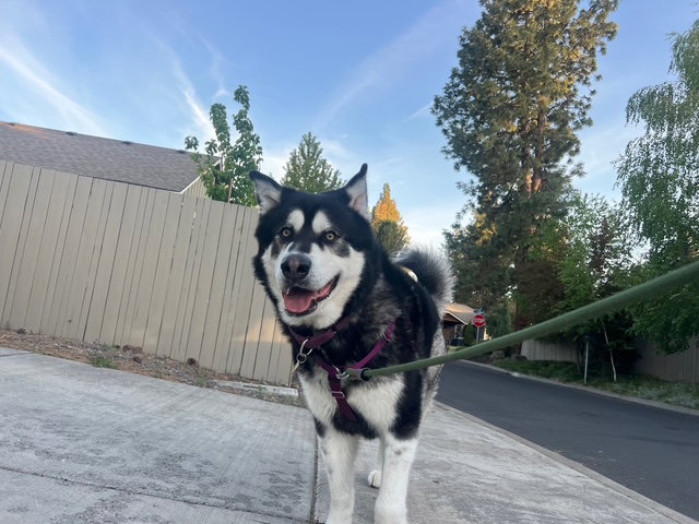 dog-image
