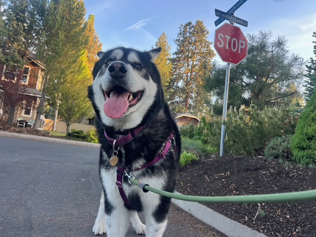 dog-image