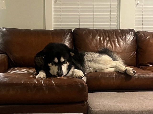 dog-image