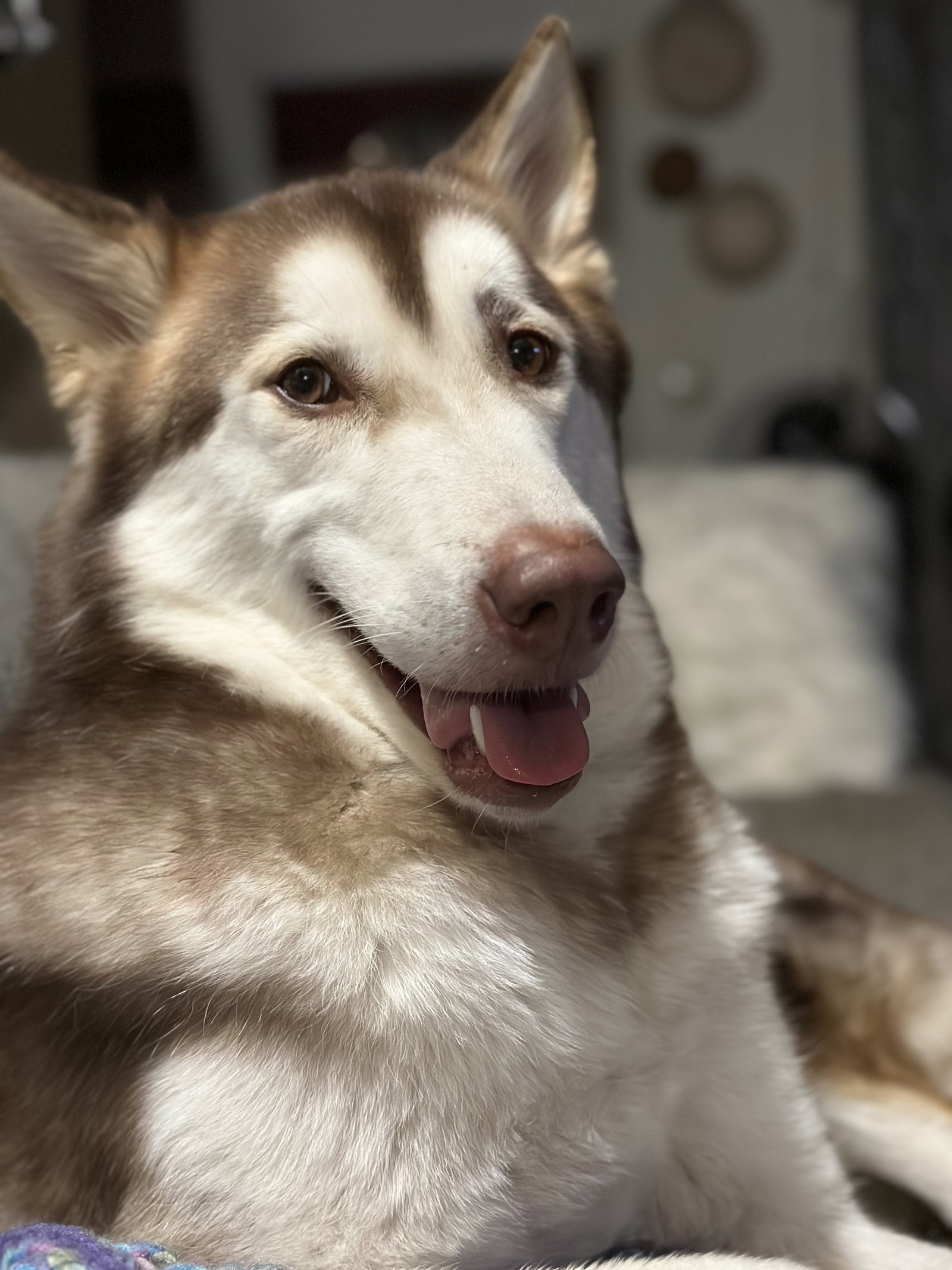 dog-image