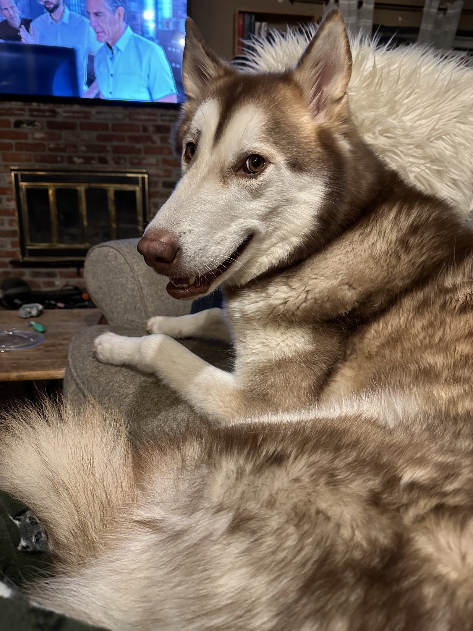 dog-image