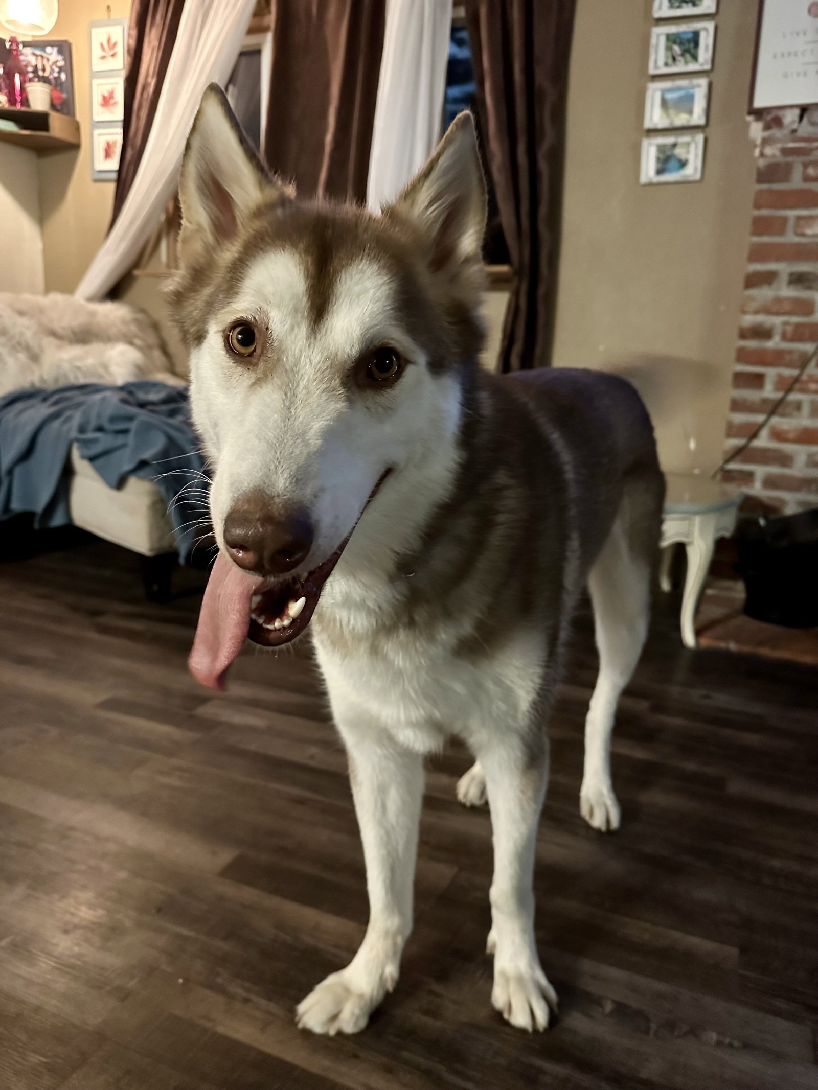 dog-image