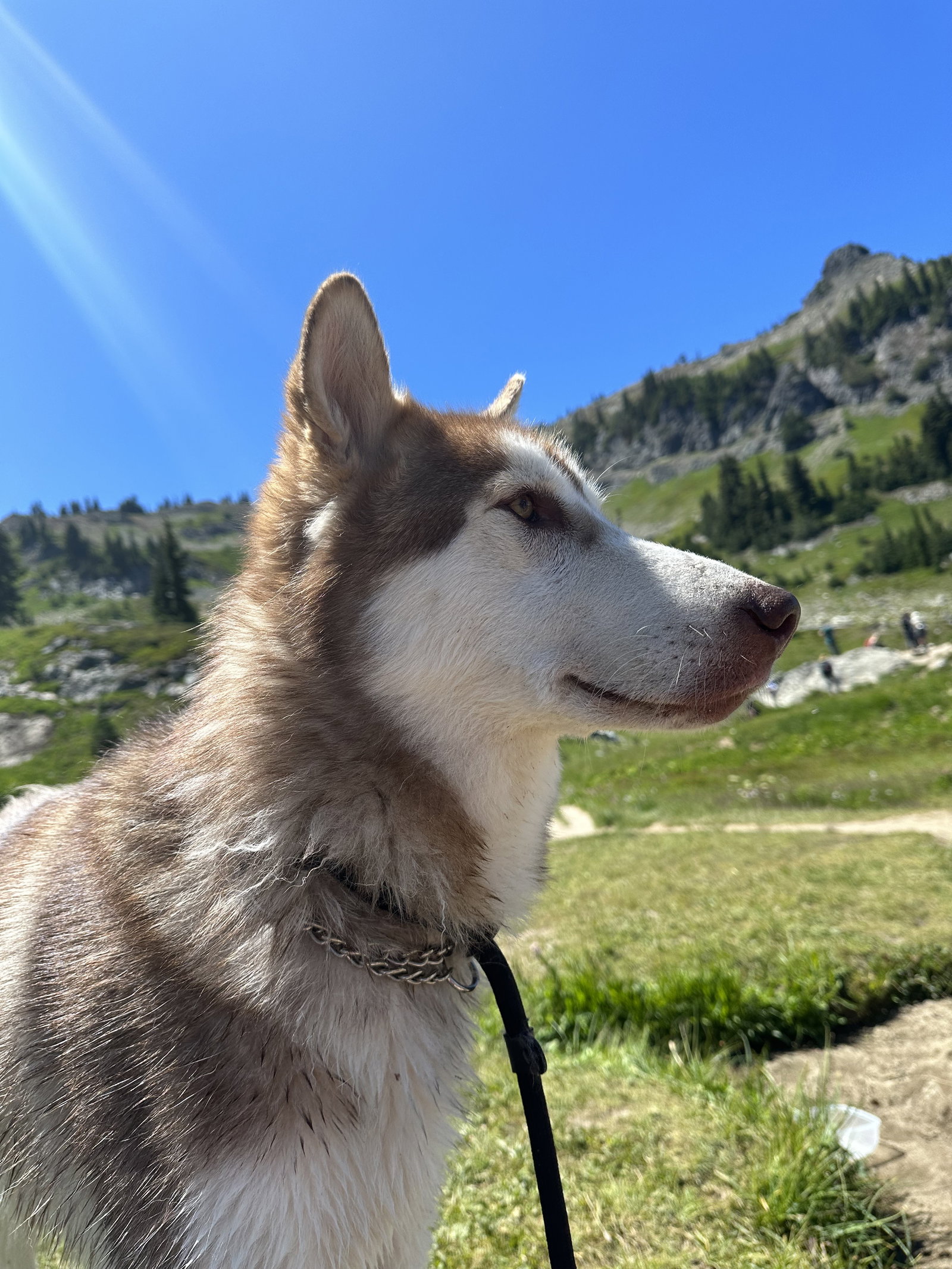 dog-image