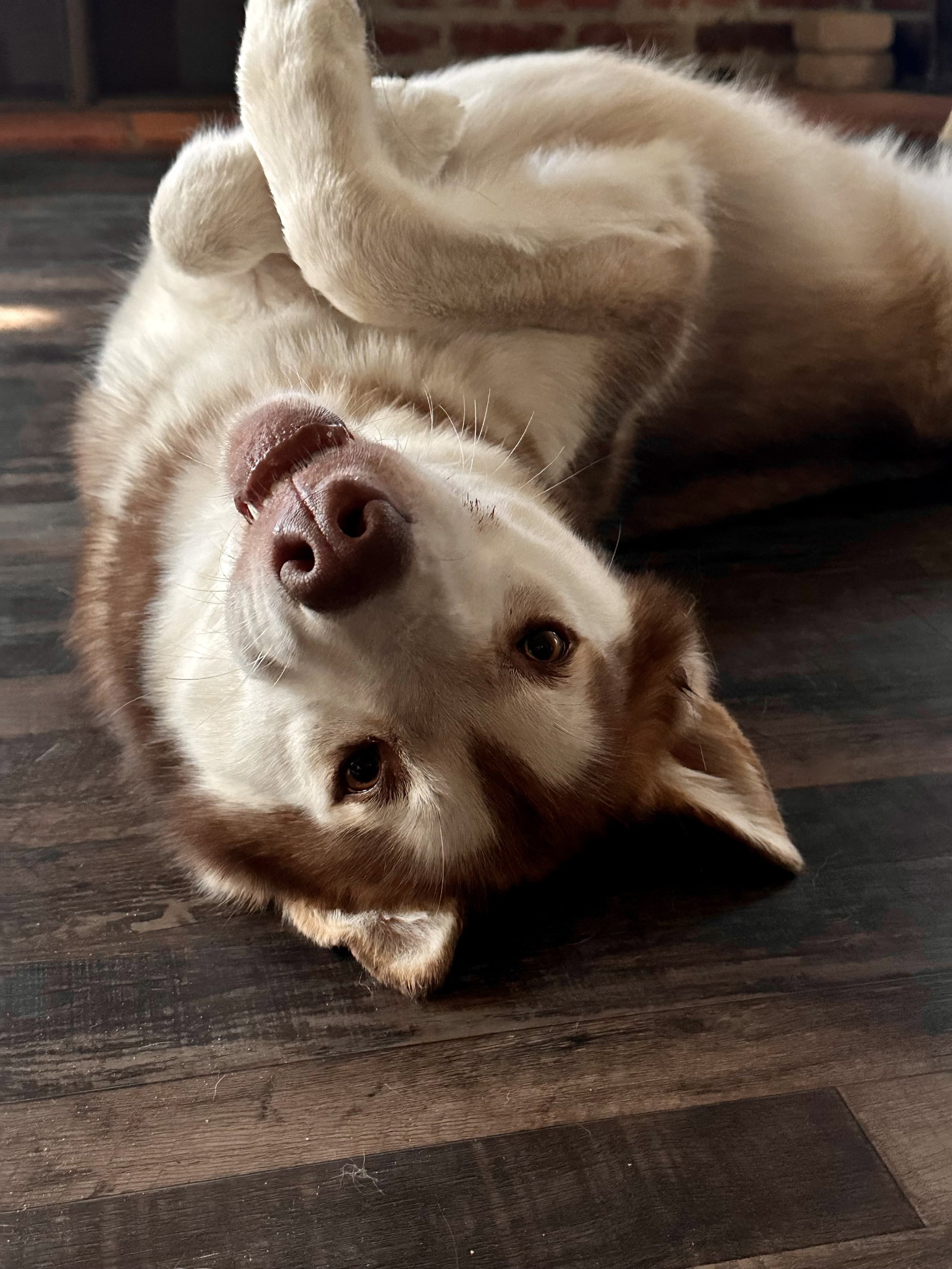 dog-image