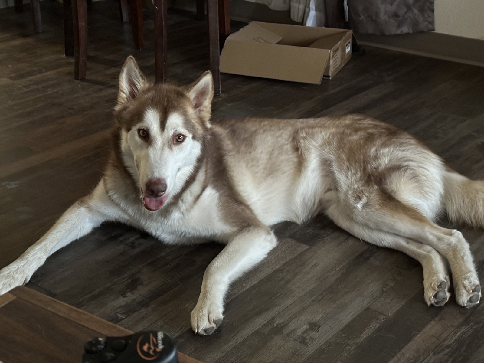 dog-image
