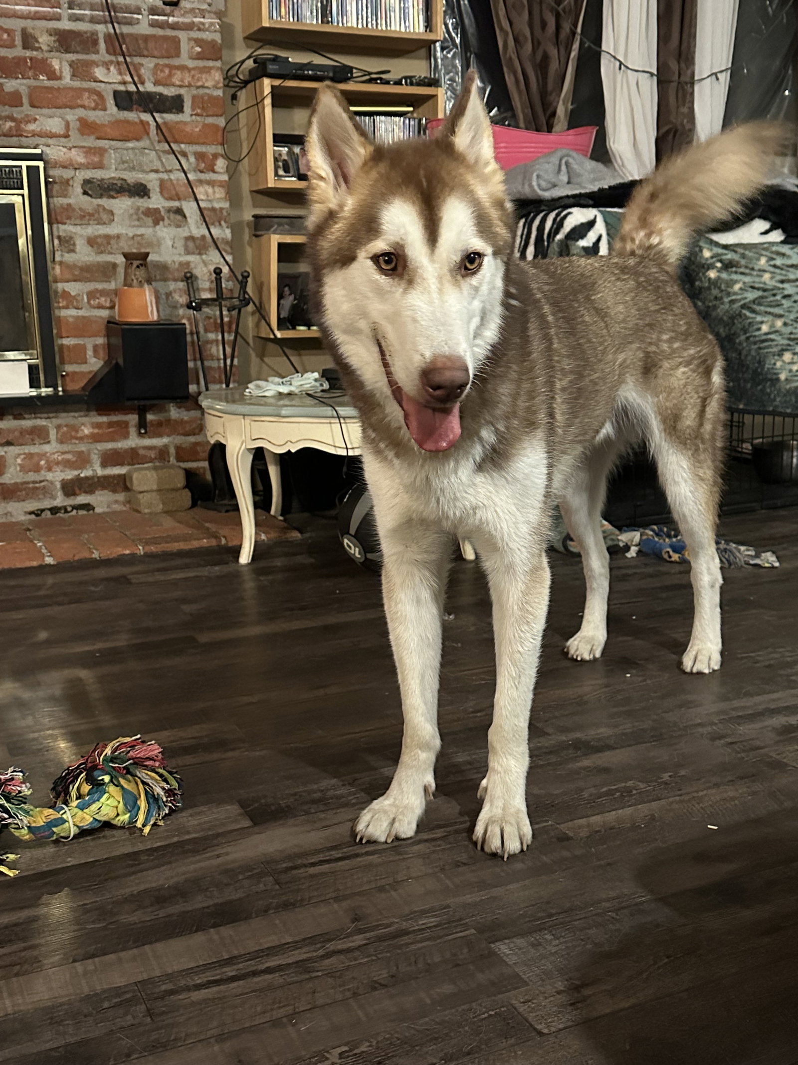 dog-image