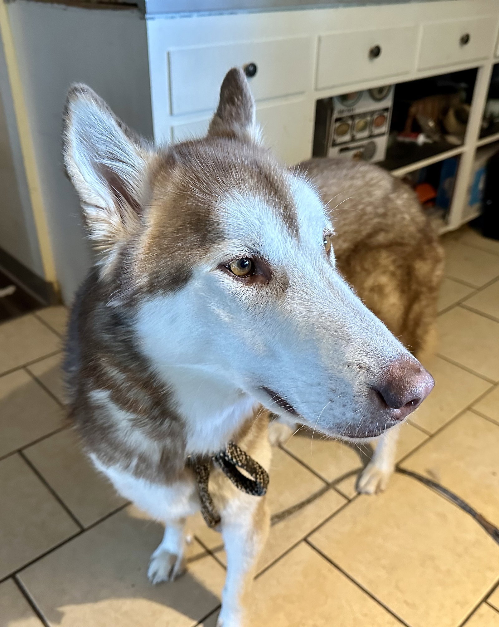 dog-image
