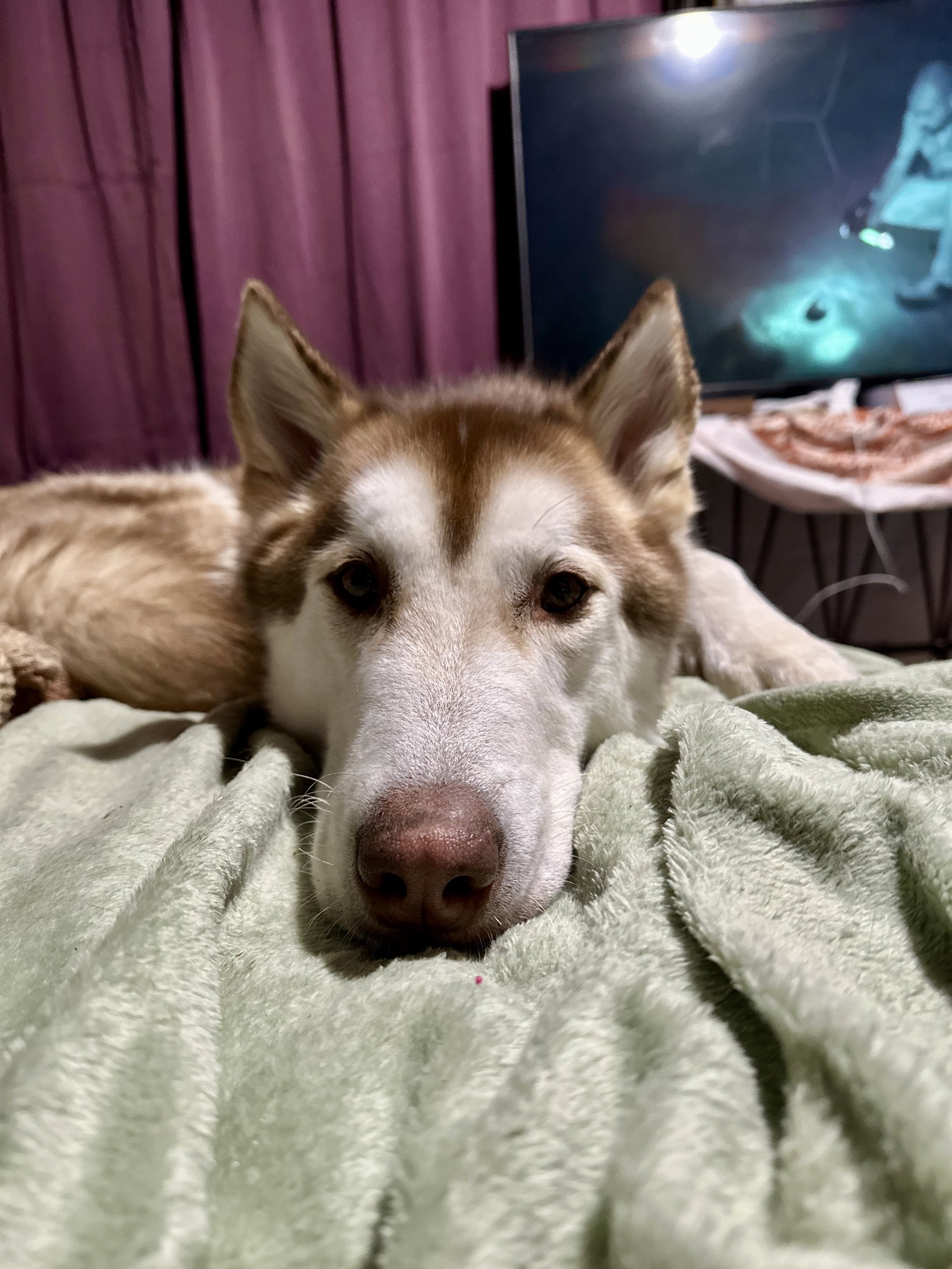 dog-image