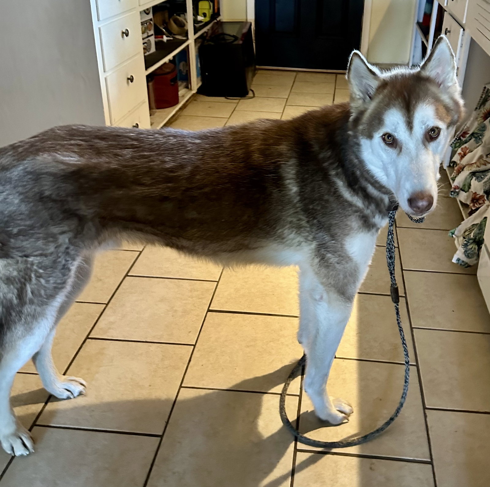dog-image