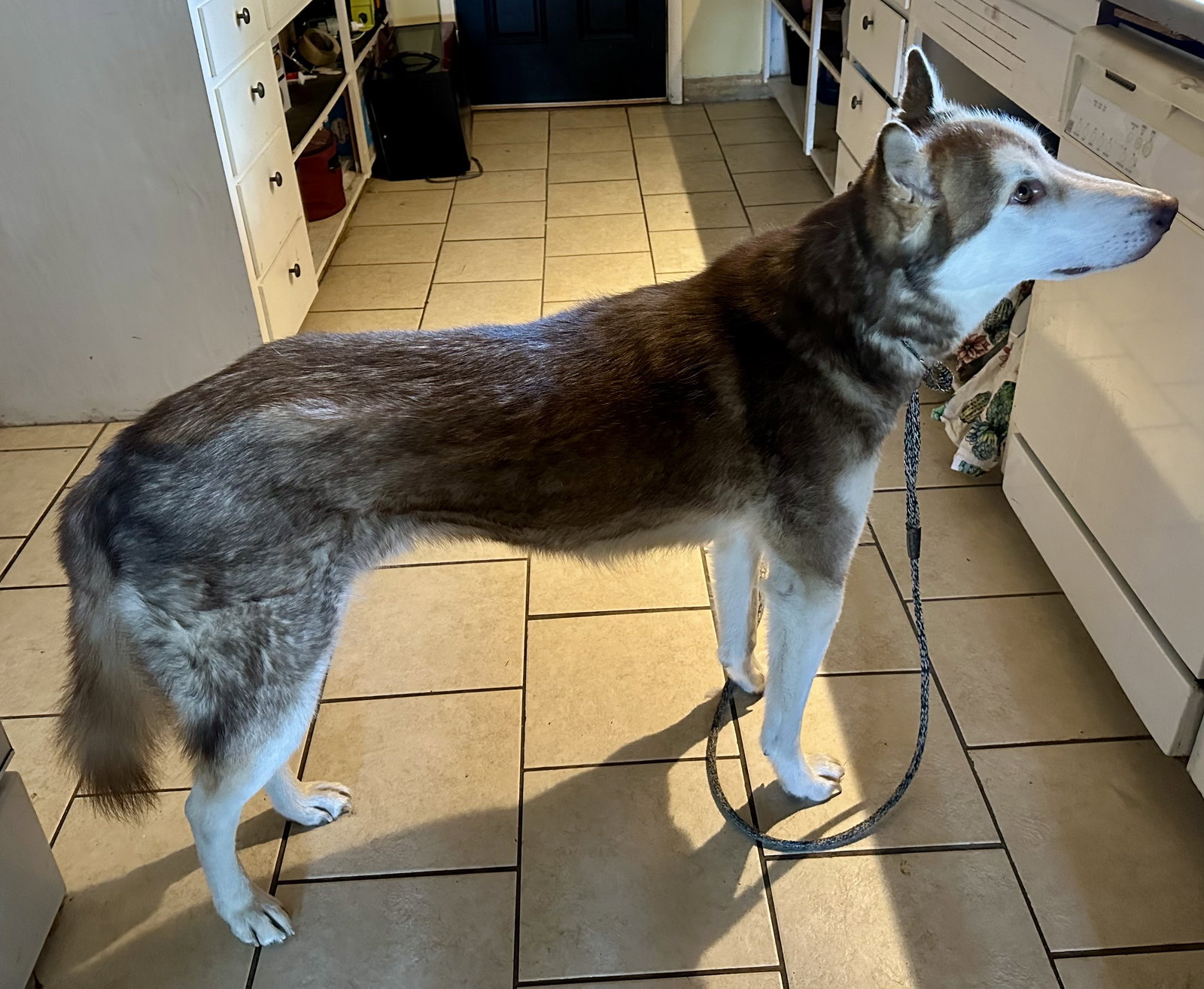 dog-image