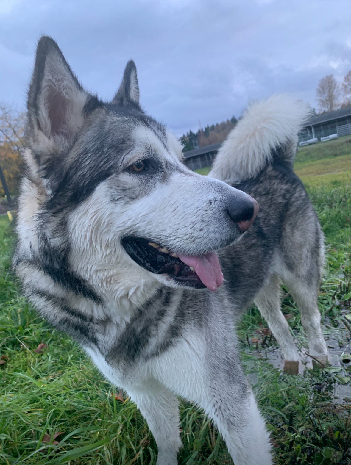 dog-image