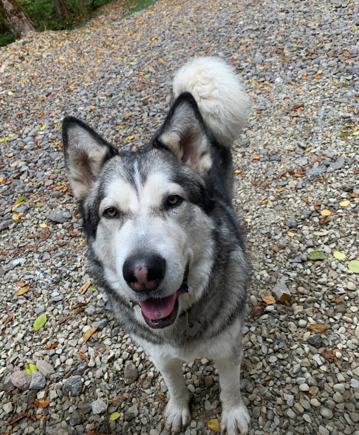 dog-image