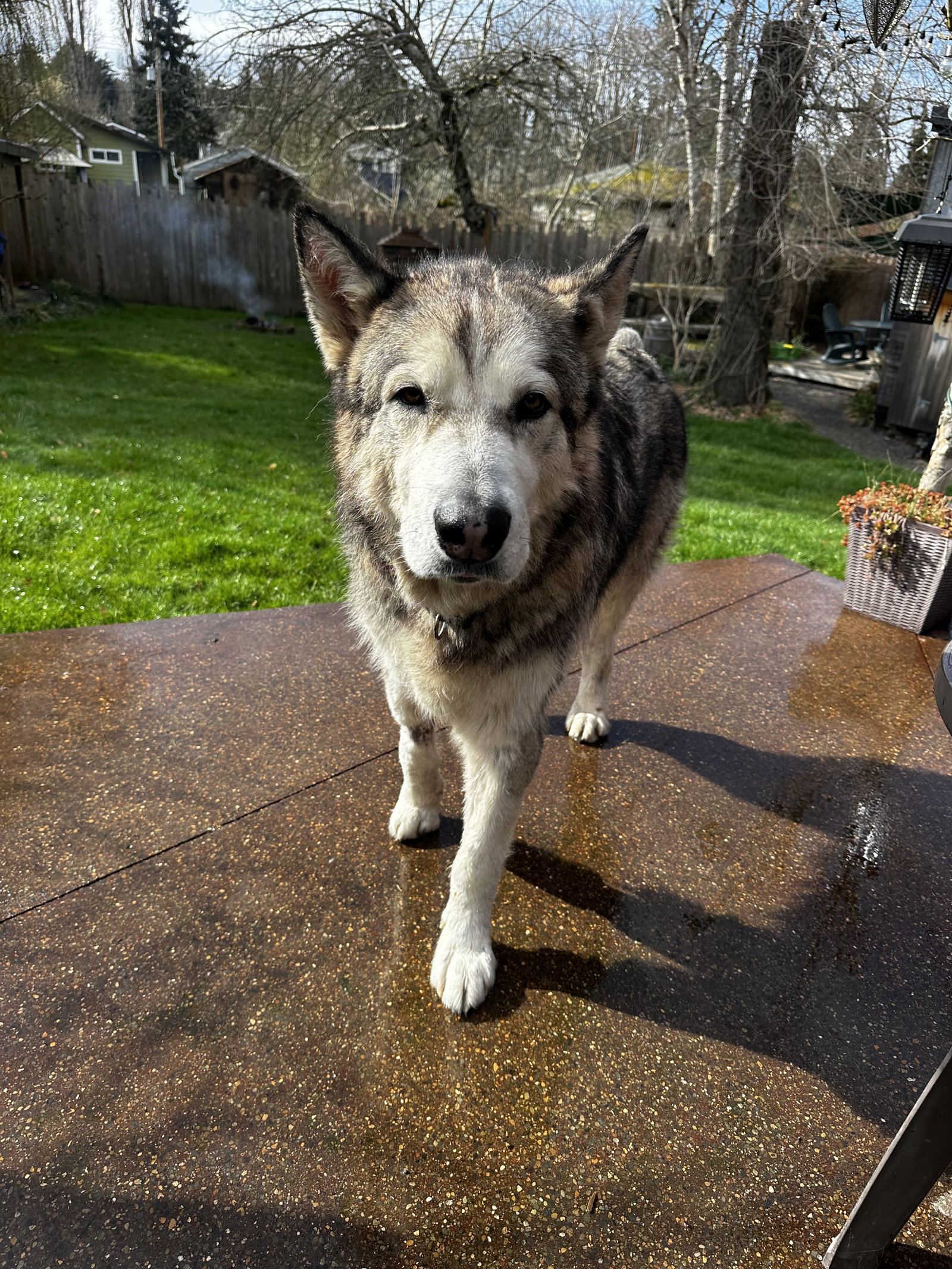 dog-image