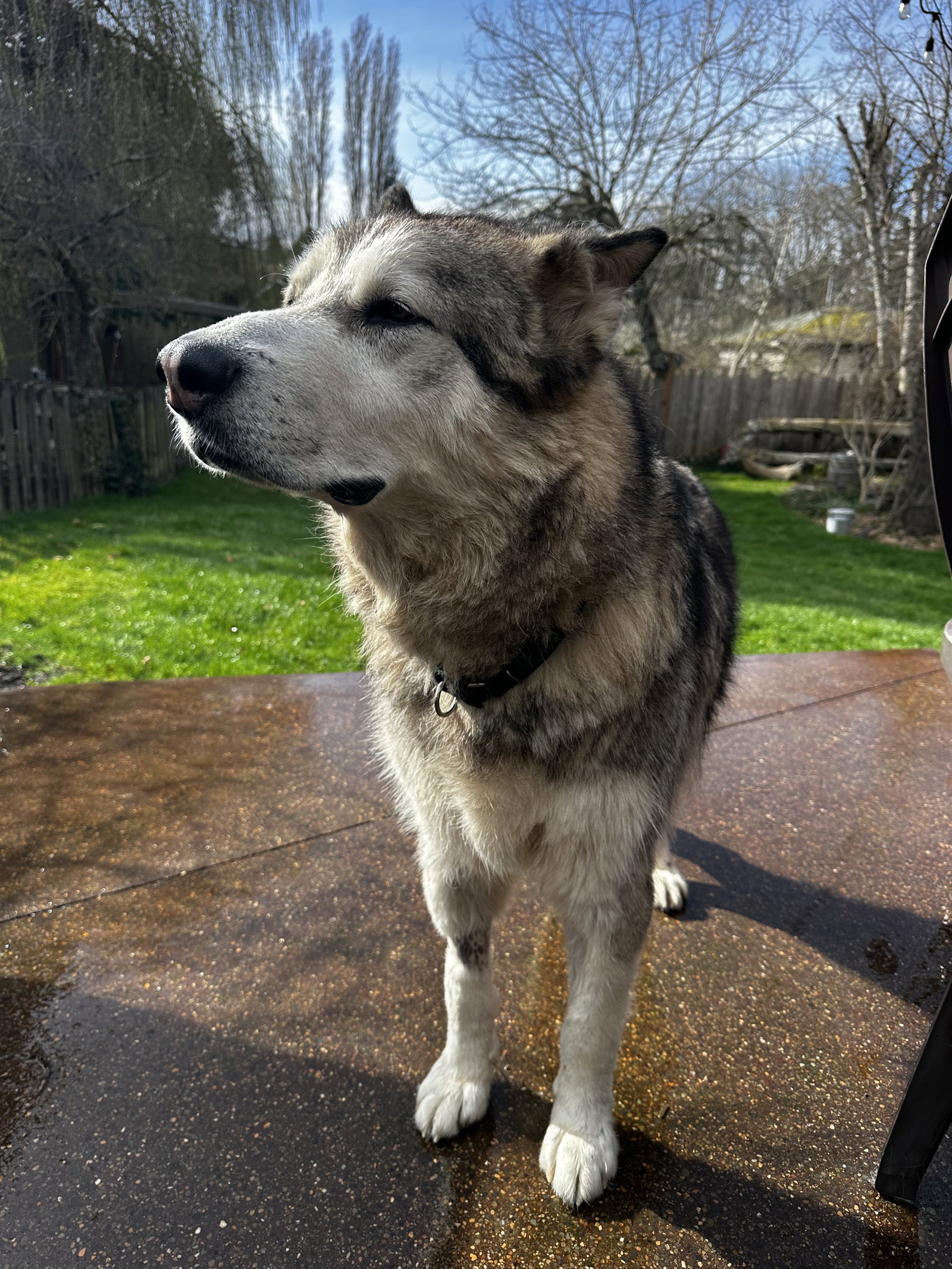 dog-image