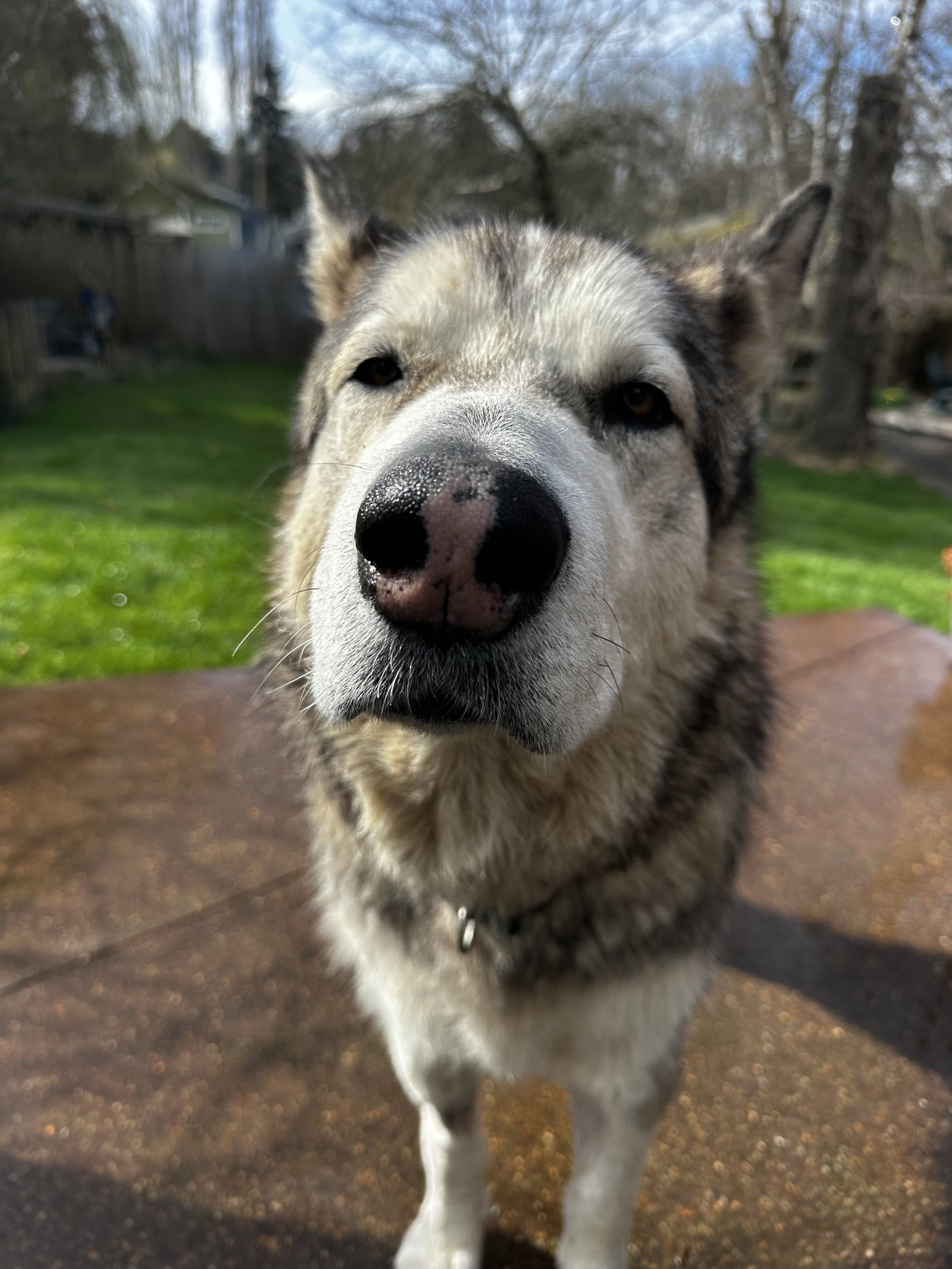 dog-image