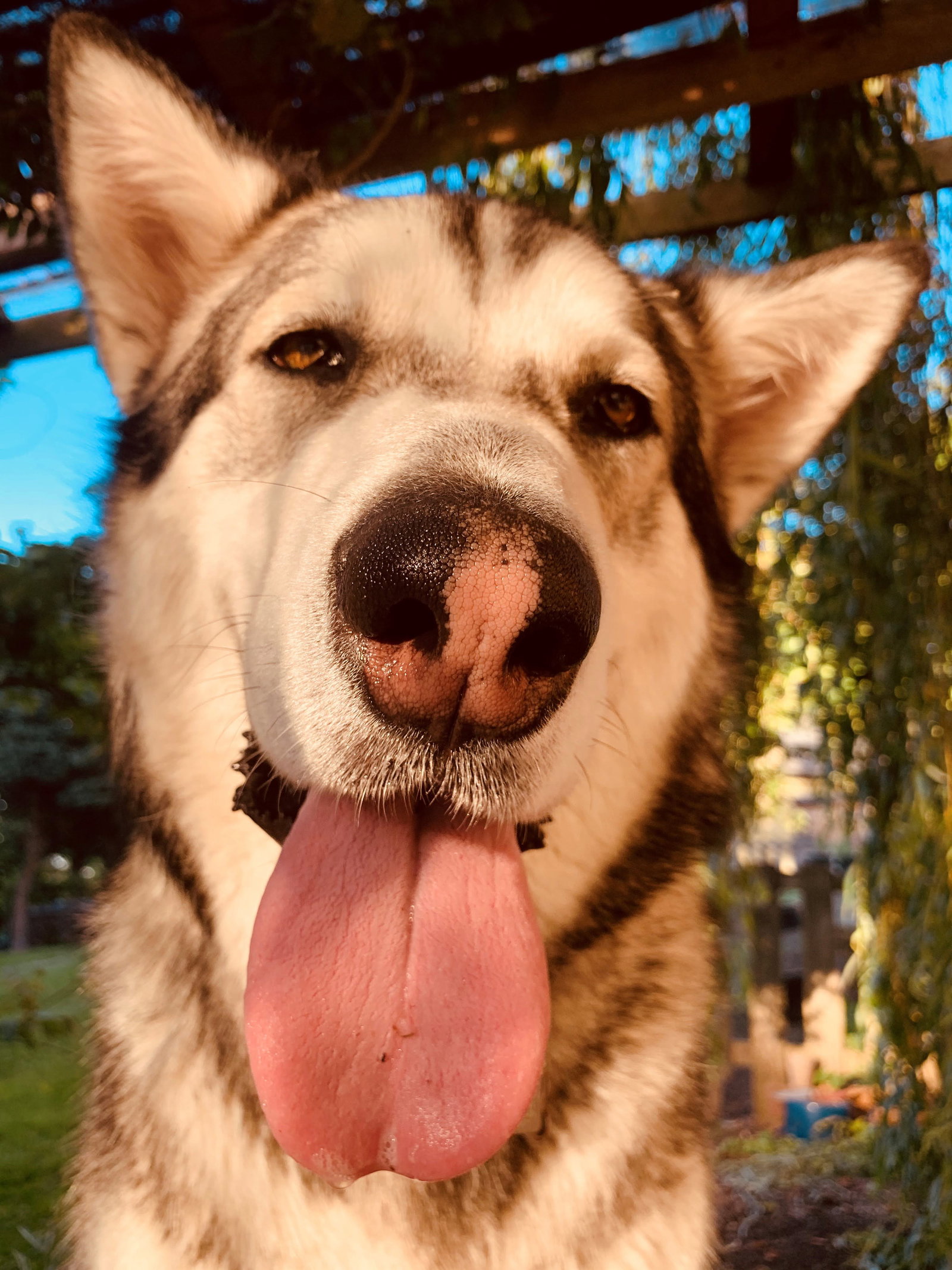 dog-image