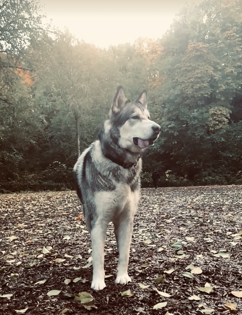 dog-image