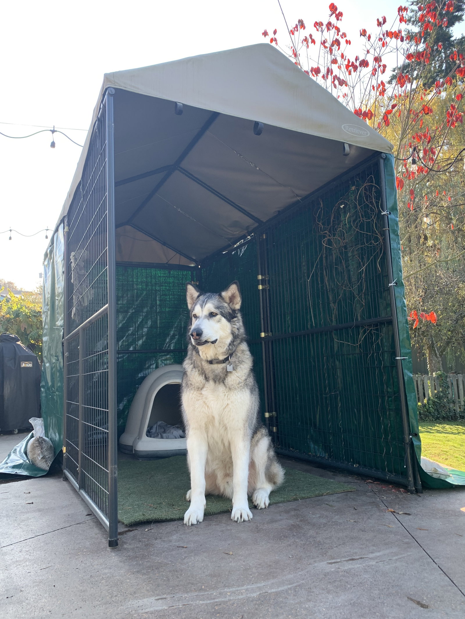 dog-image