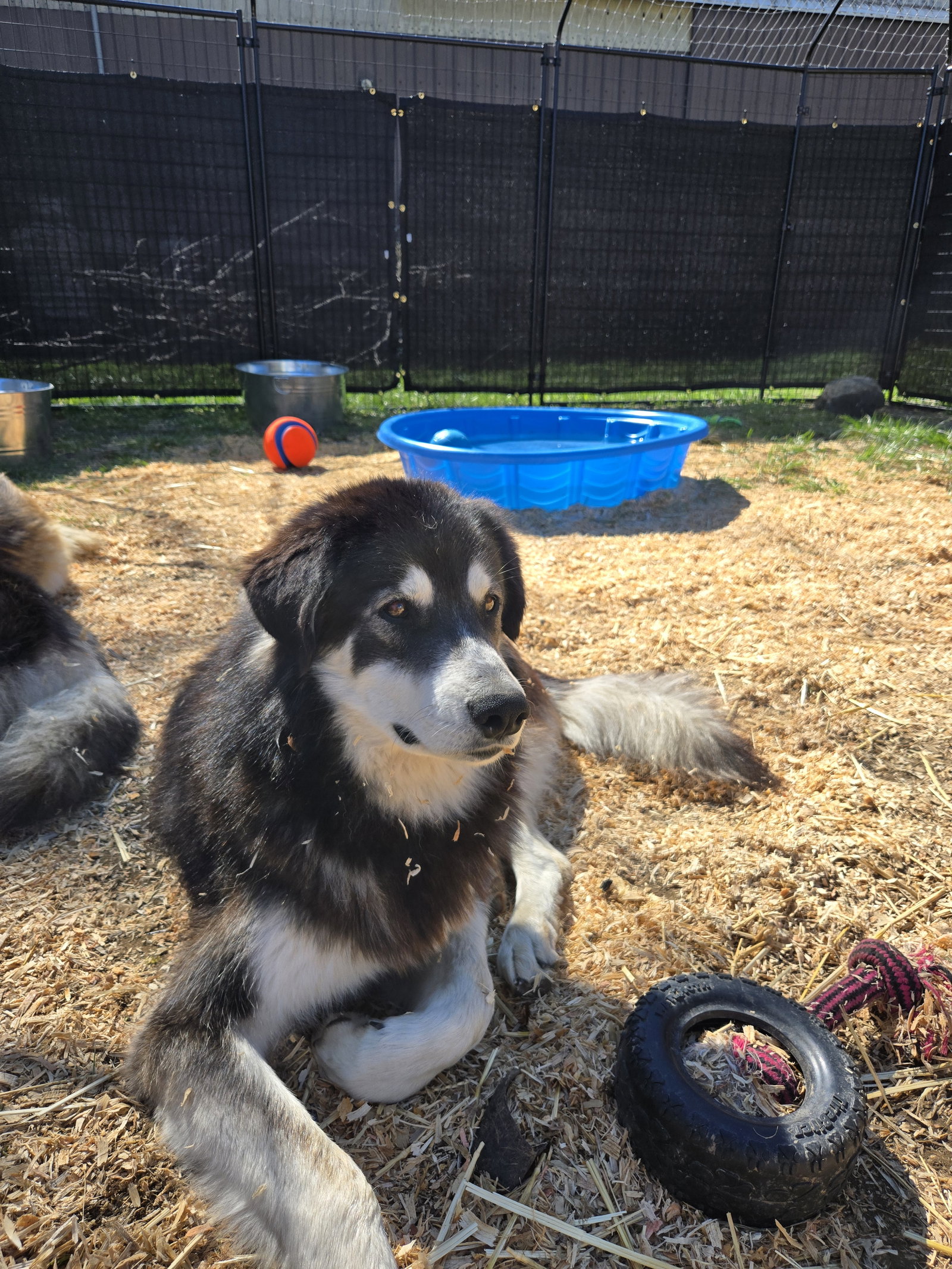 dog-image