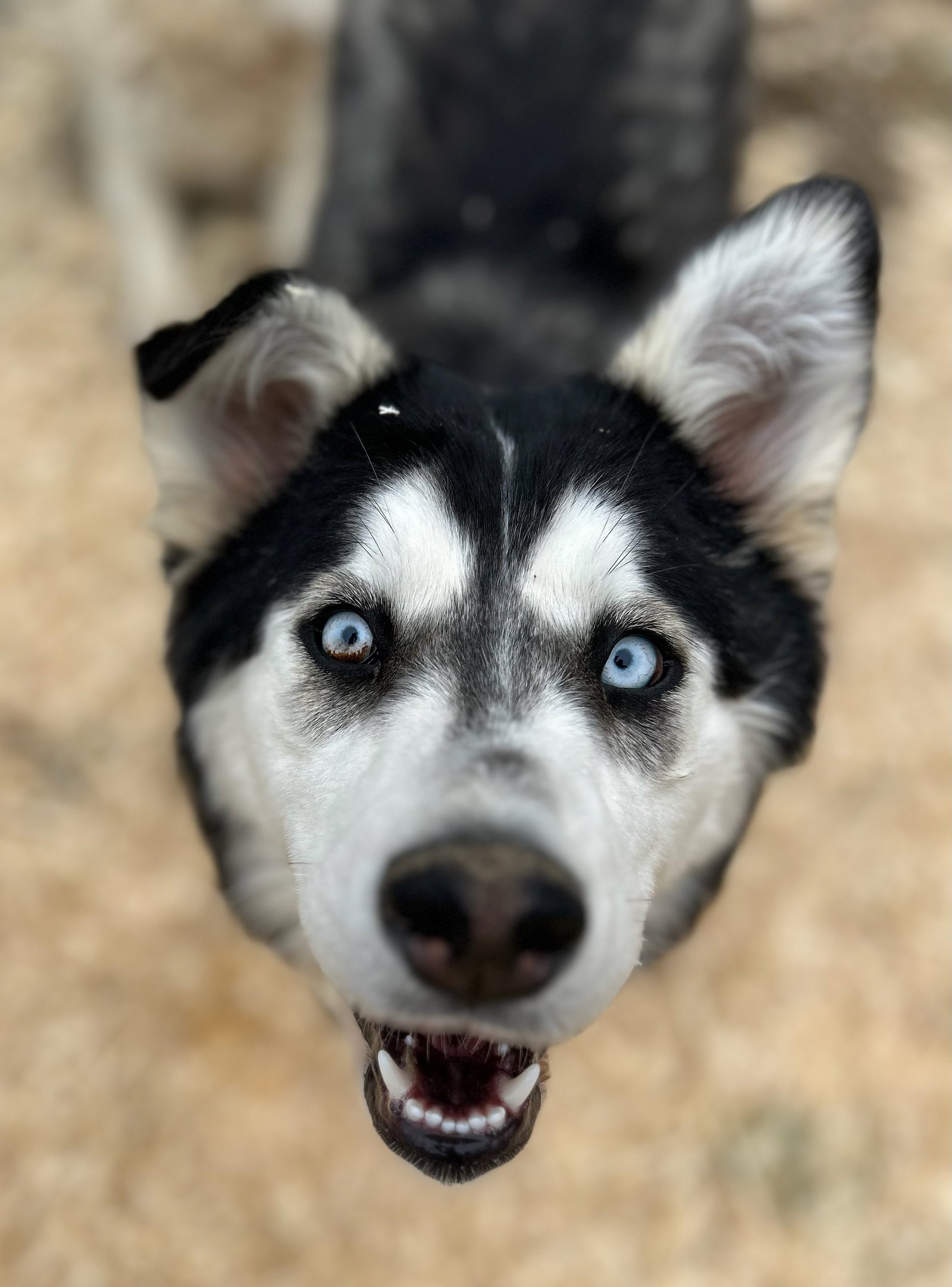 dog-image