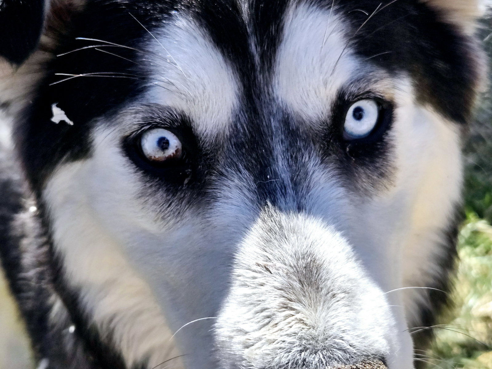 dog-image
