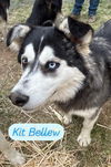 KIT BELLEW
