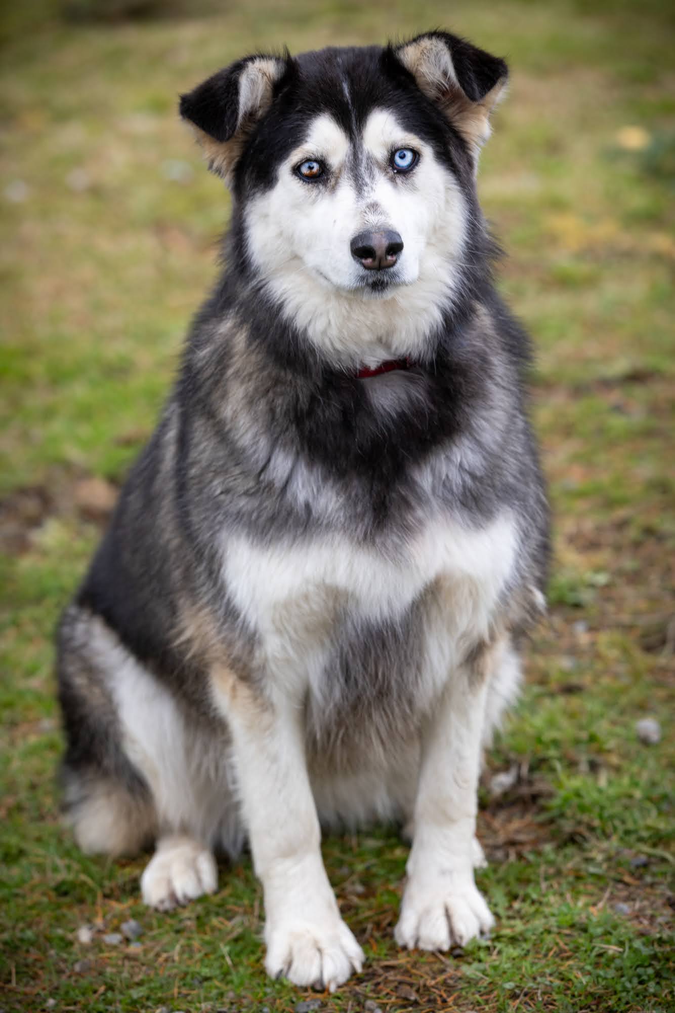 dog-image