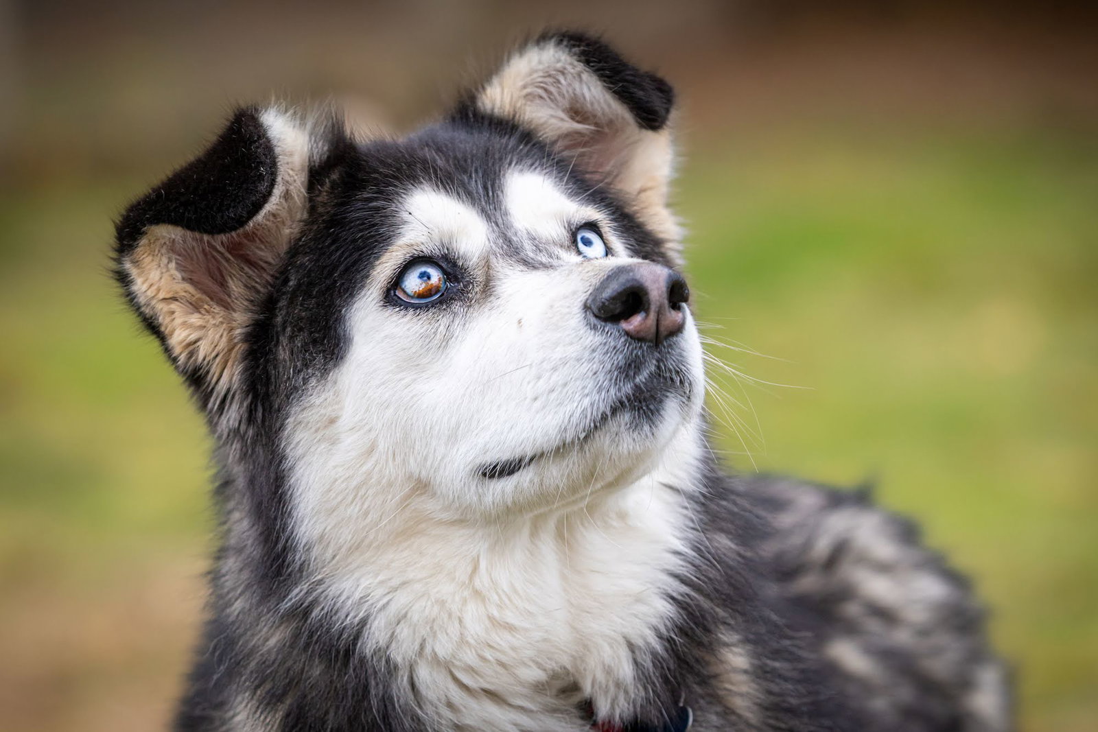 dog-image