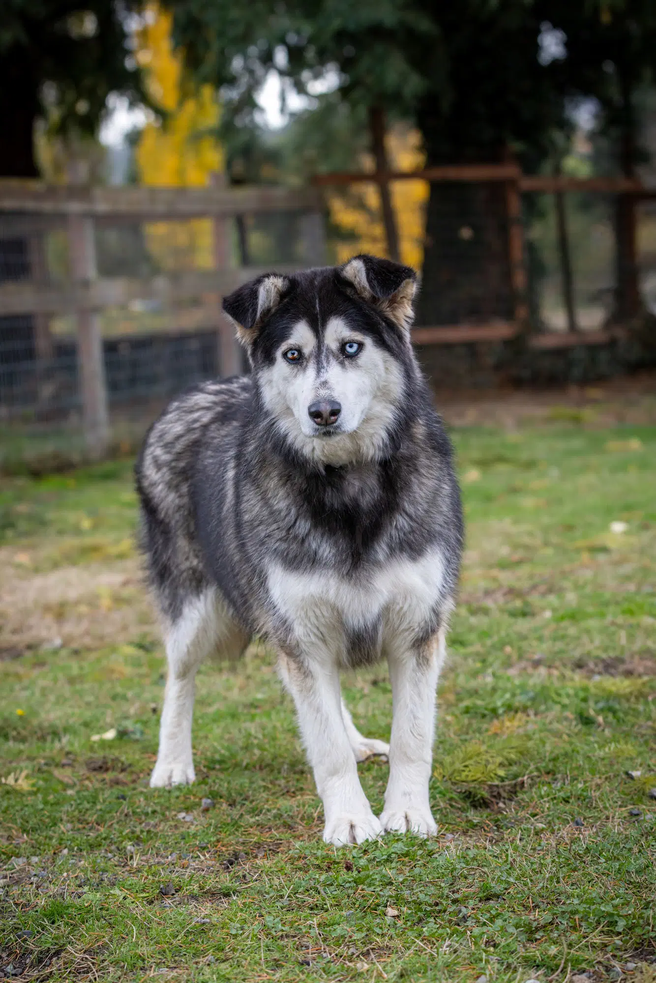 Kit Bellew - Alaskan Malamute
