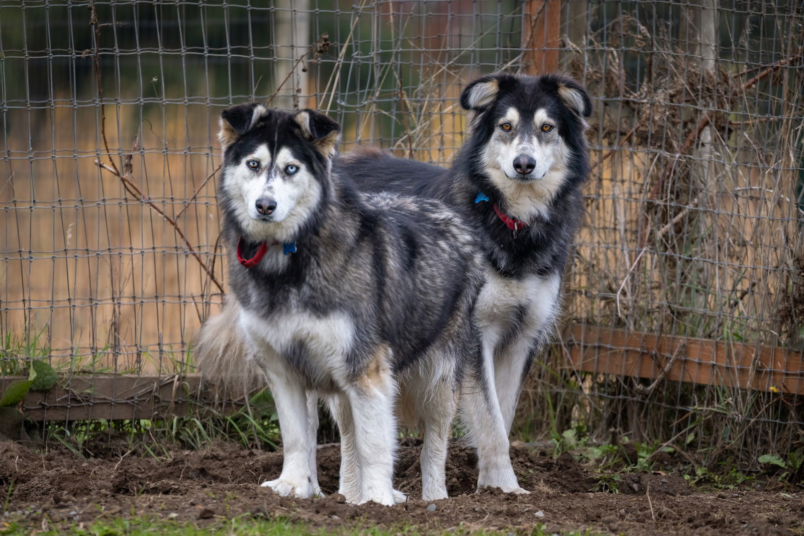 dog-image
