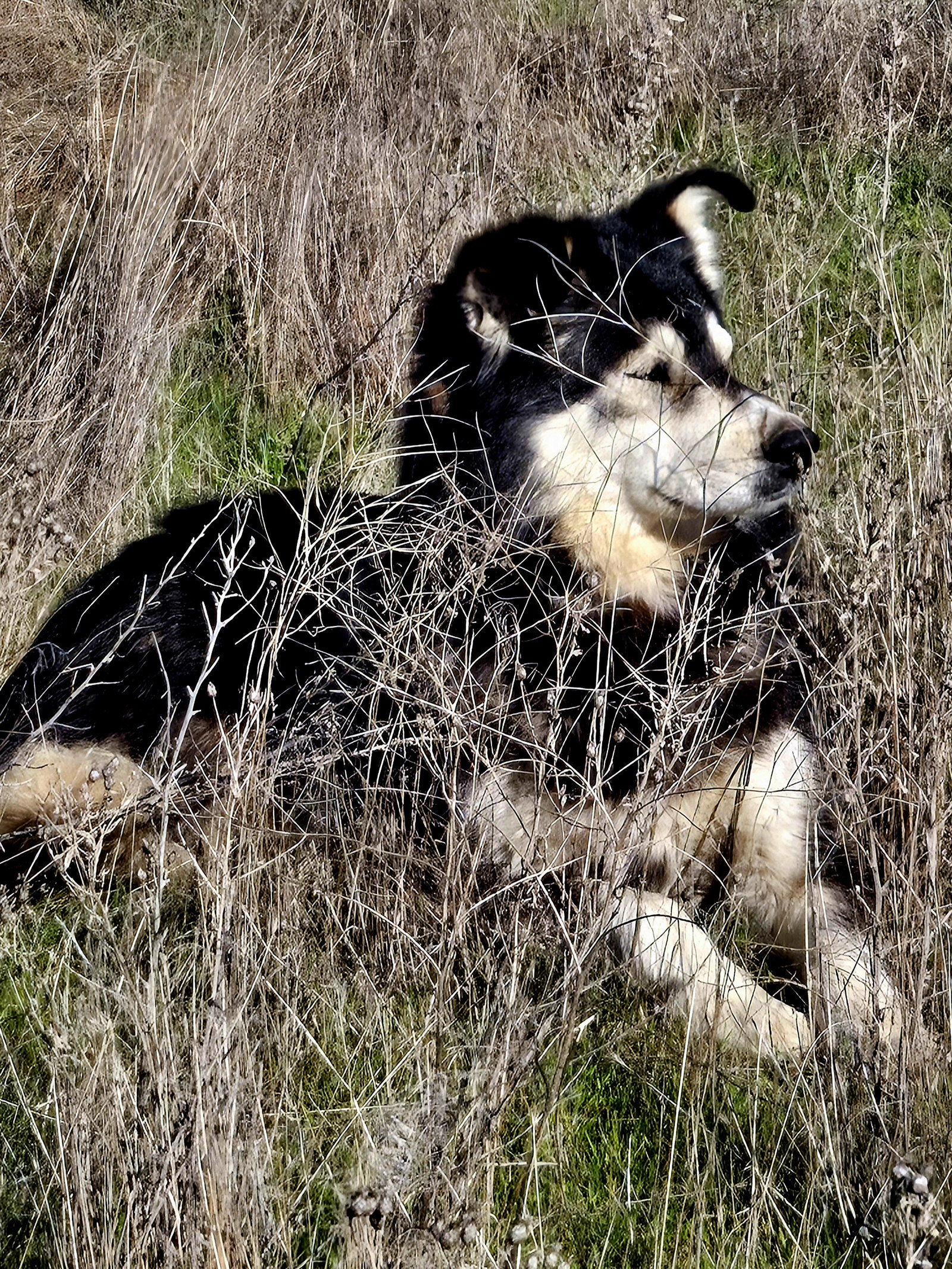dog-image