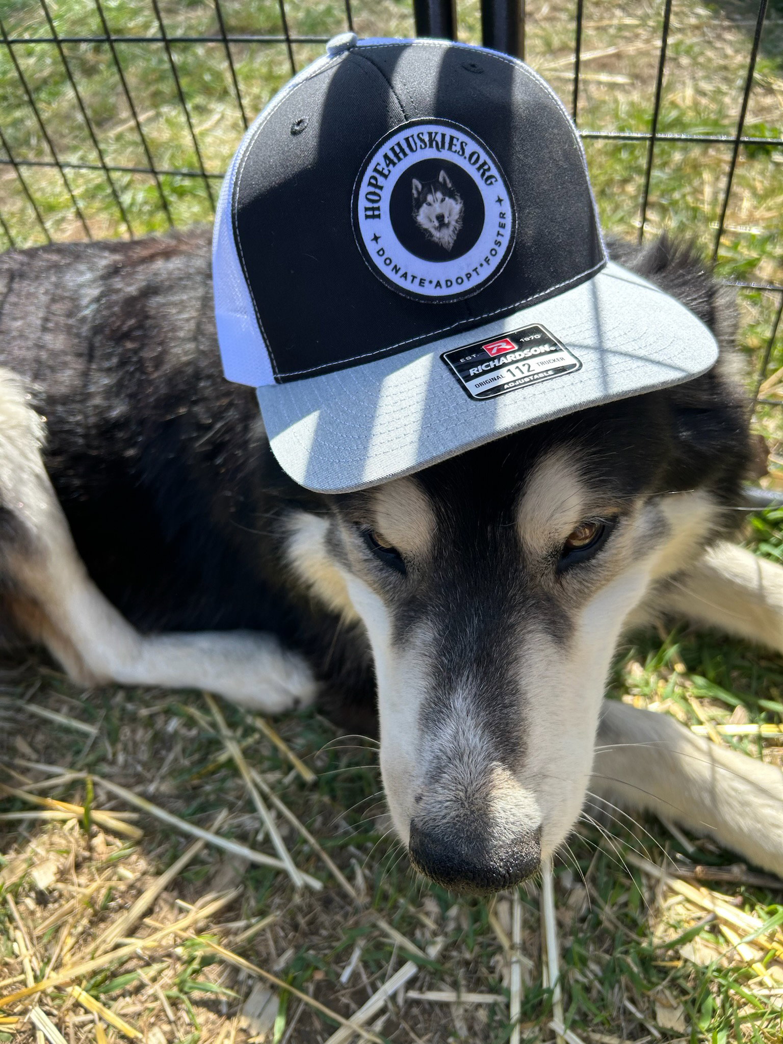 dog-image