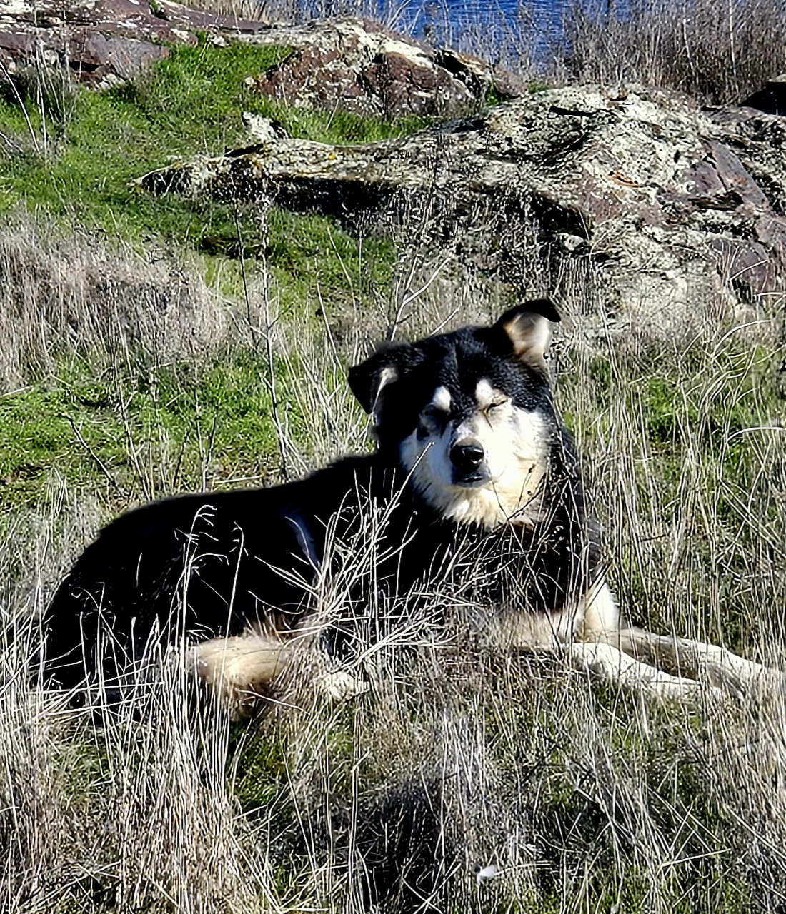 dog-image