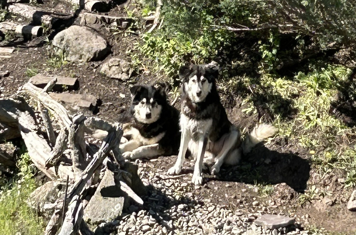 dog-image
