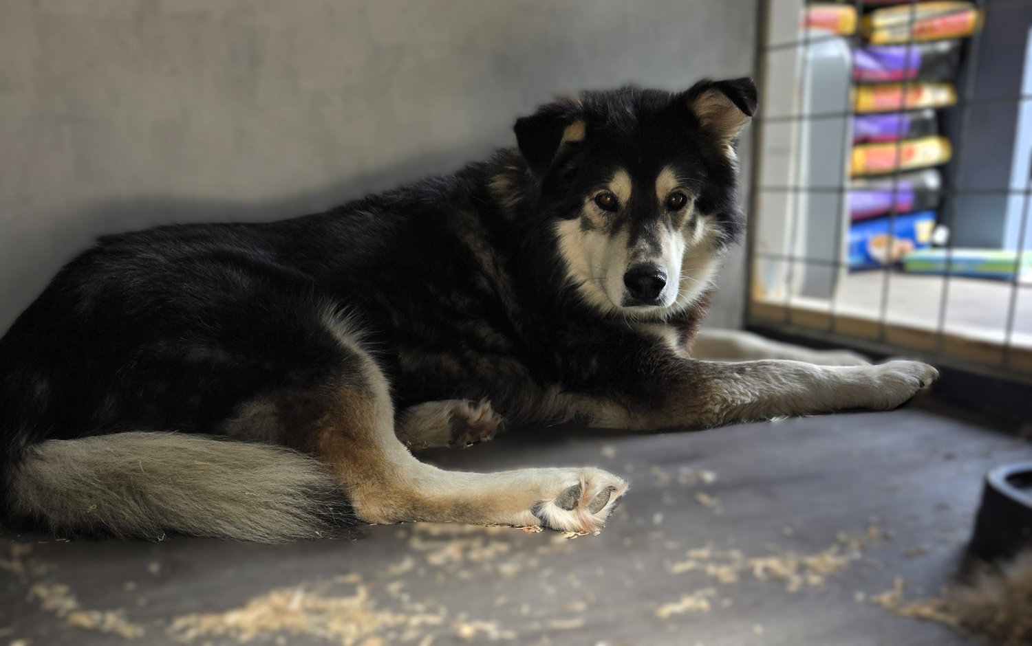 dog-image
