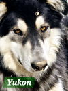 YUKON