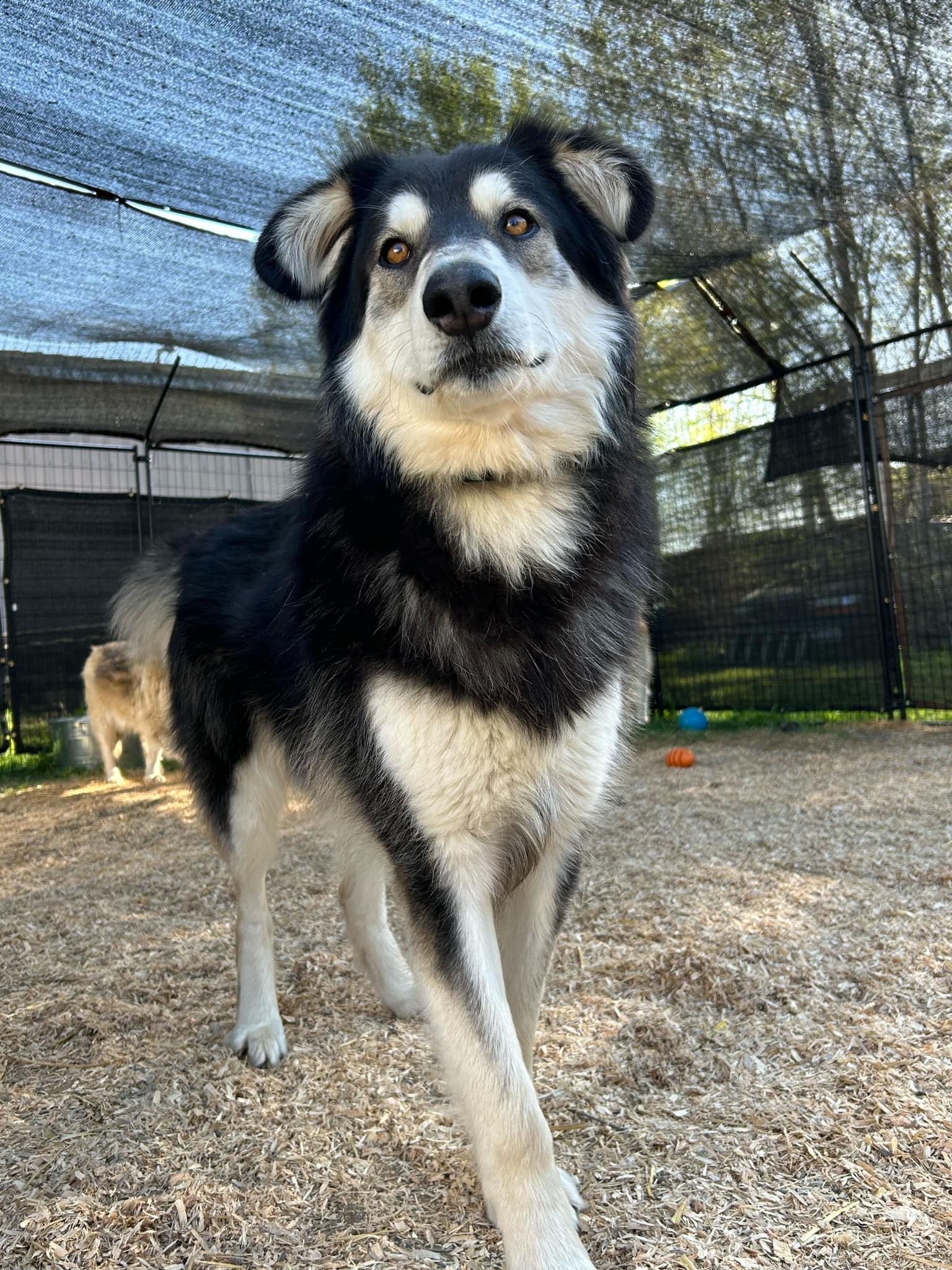 dog-image