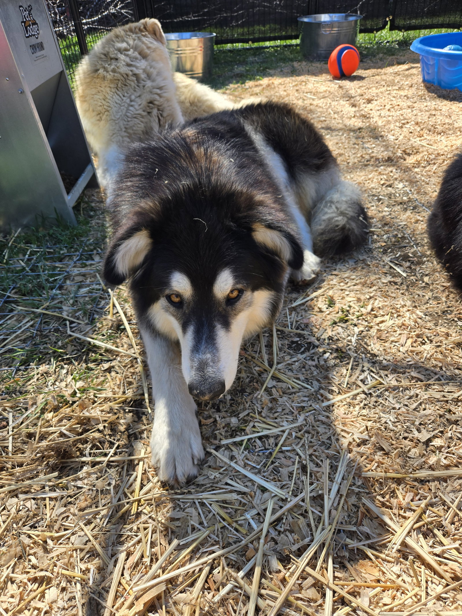 dog-image