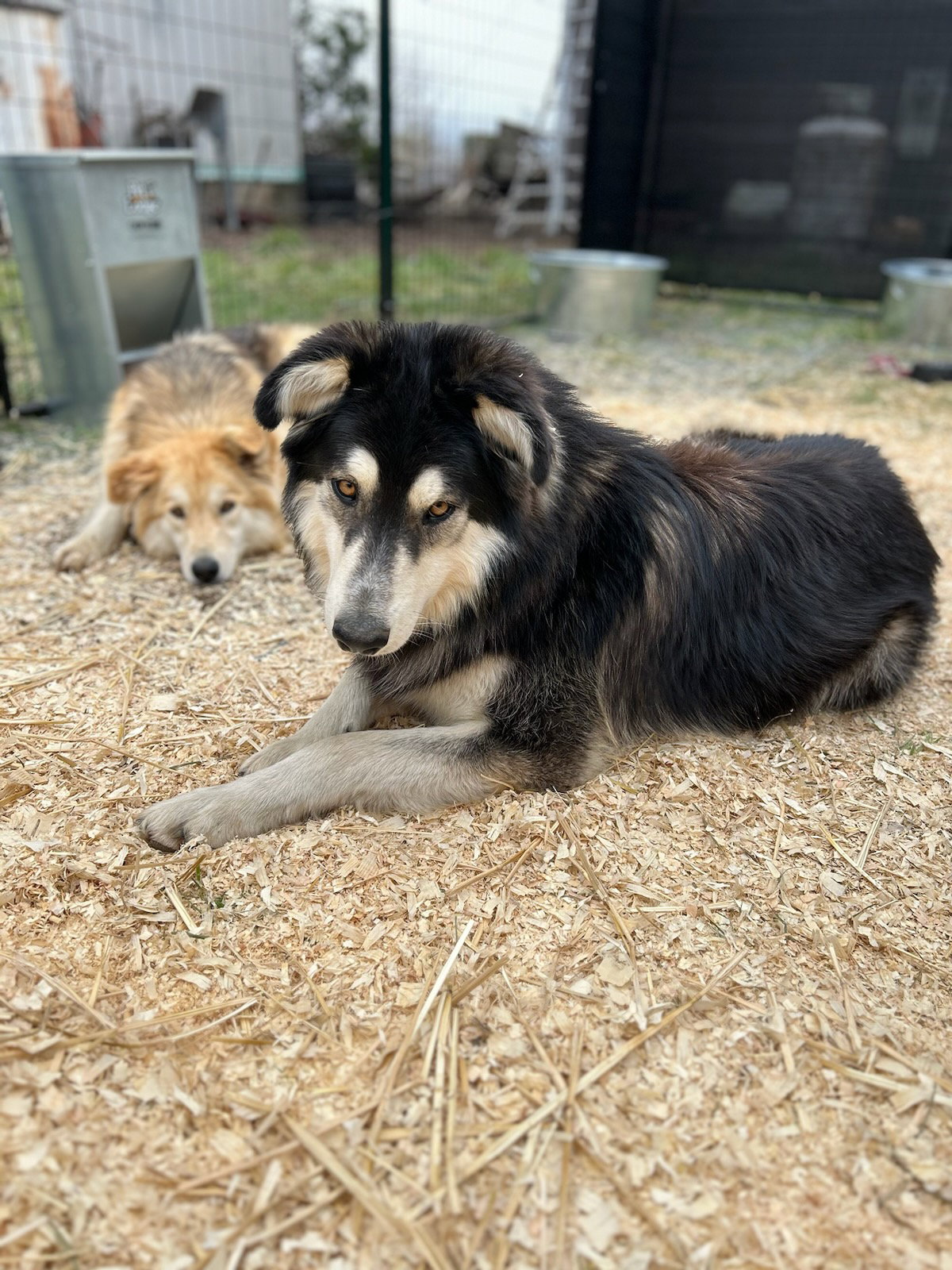 dog-image