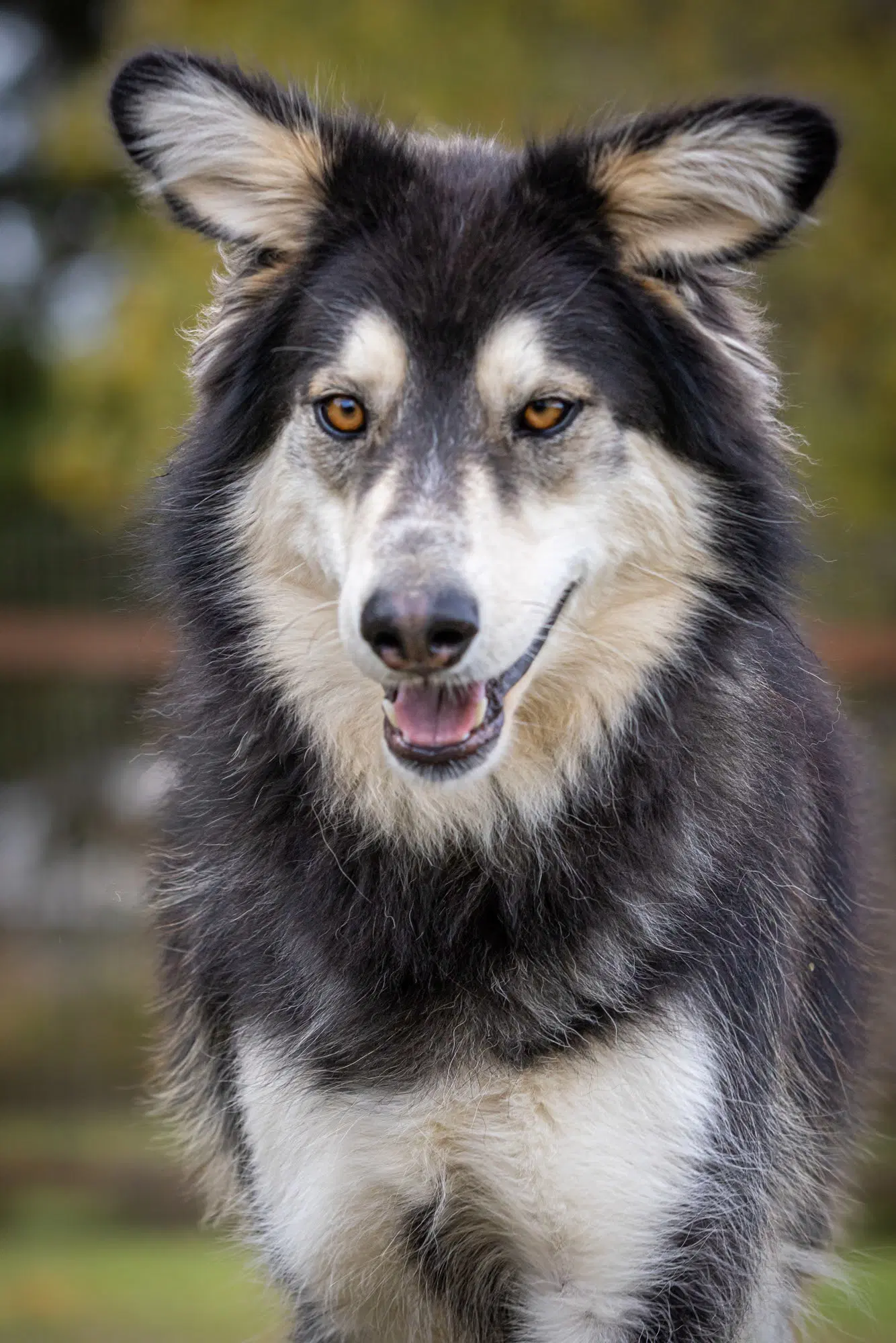 Yukon - Alaskan Malamute