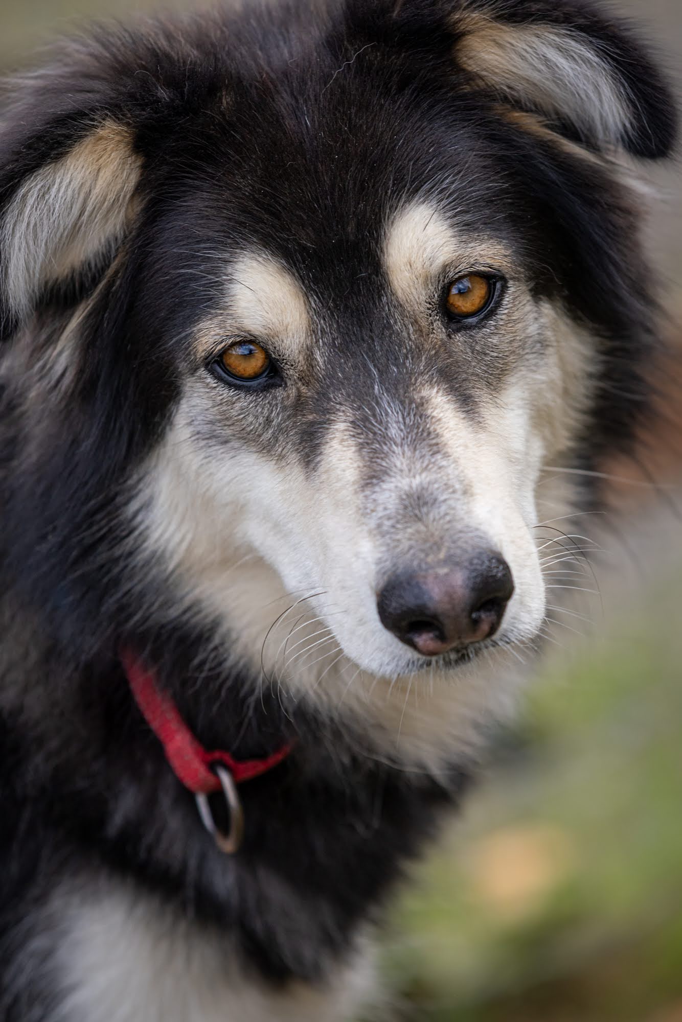 dog-image