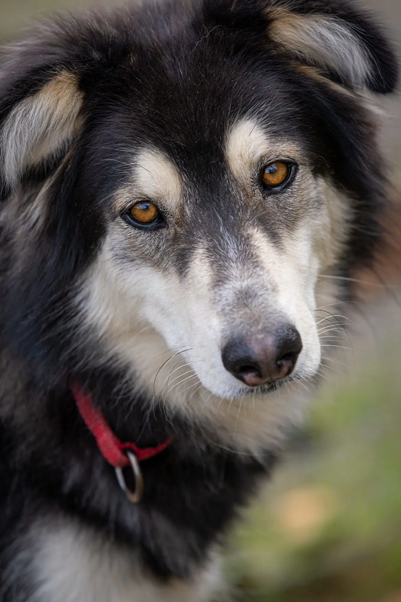 Yukon image 2