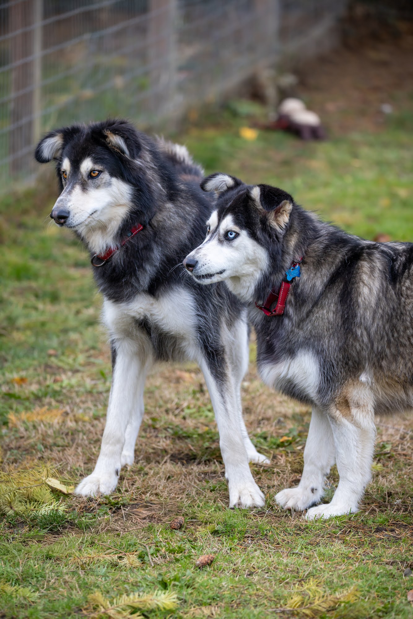 dog-image