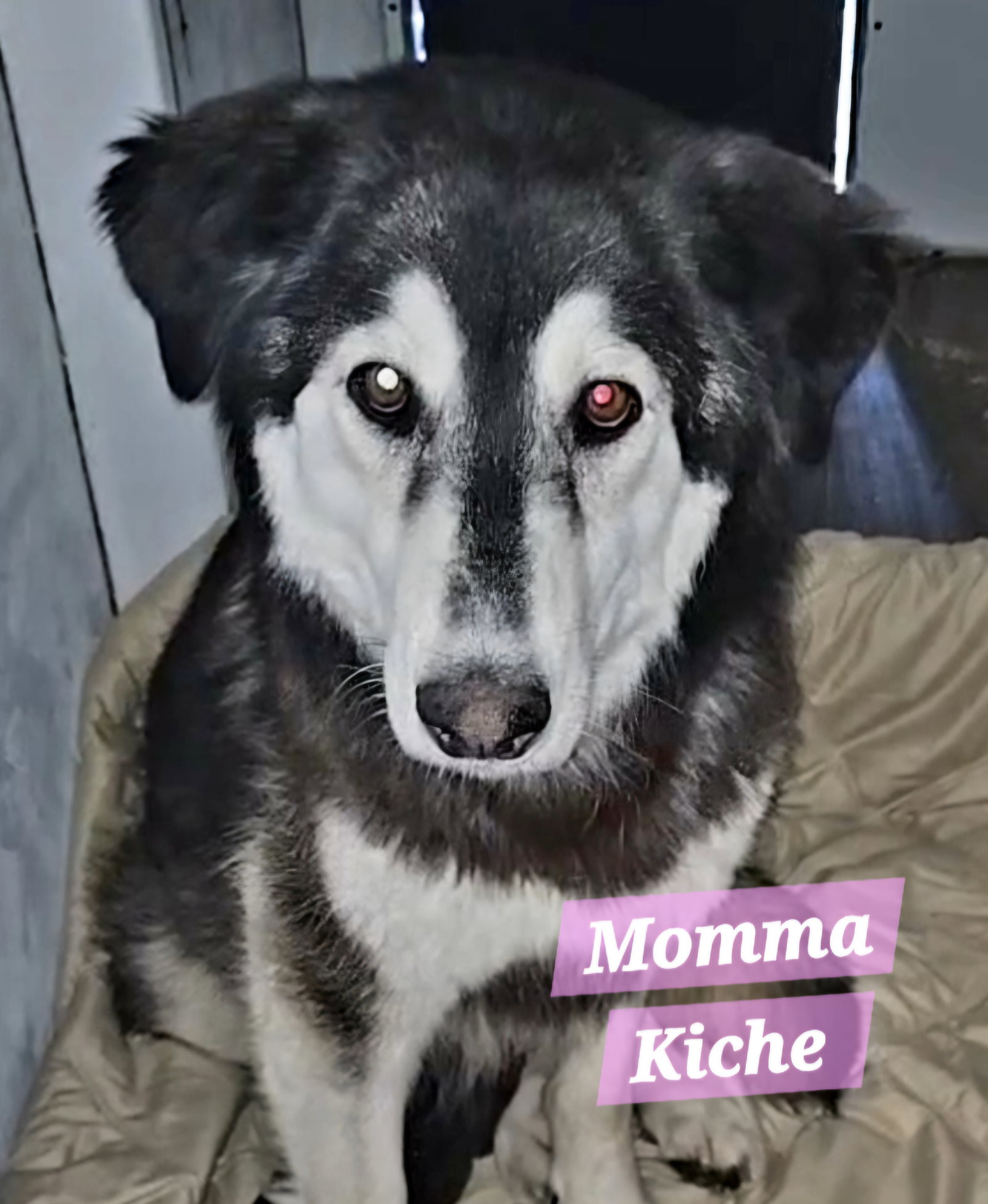 dog-image