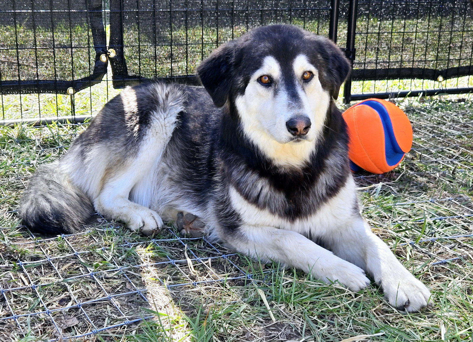 dog-image
